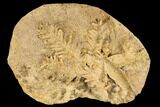 Fossil Pine Branches and Leaves In Travertine - Austria #113061-1